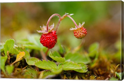 Framed UK, England, Strawberry fruit, garden Print