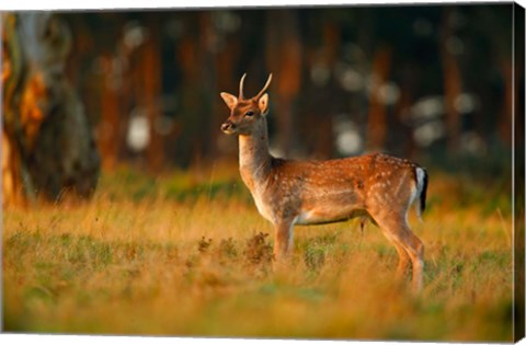 Framed UK, Forest of Dean, Fallow Deer Print