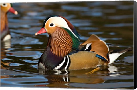 Framed UK, Mandarin Duck wildlife Print