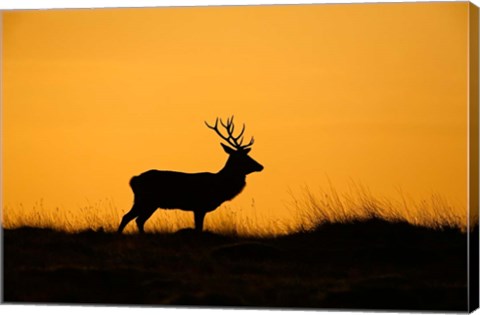 Framed UK, Red Deer stag at dawn Print