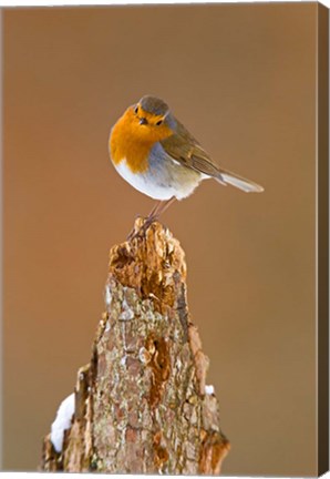 Framed UK, Robin bird on tree stump, Winter Print