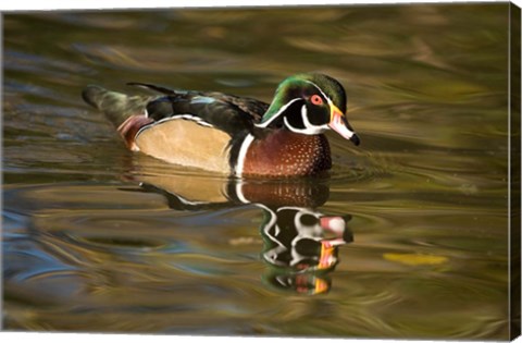 Framed USA Carolina or Wood Duck, reflected in a Pond Print