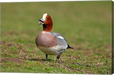 Framed Wigeon bird walking on grass England, UK Print