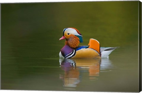 Framed Wild Mandarin Duck, green lake, UK Print