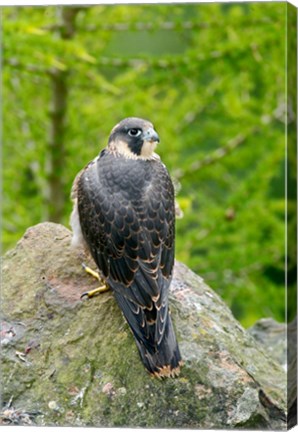 Framed Wildlife, Peregrine Falcon Bird on Rock Print