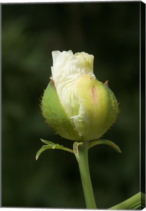 Framed Californian tree poppy flower ready to bloom Print