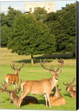 Framed English red deer stags, Nottingham, England Print