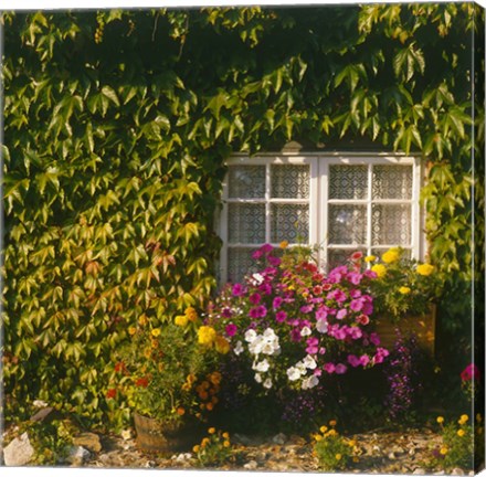 Framed Cottage, Devon, England Print