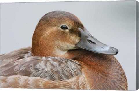 Framed England, London, Pochard Duck Print