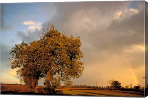 Framed Trees after Rain and Rainbow, West Yorkshire, England Print