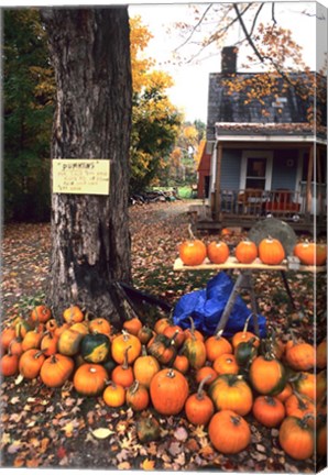 Framed Pumpkins For Sale in New England Print