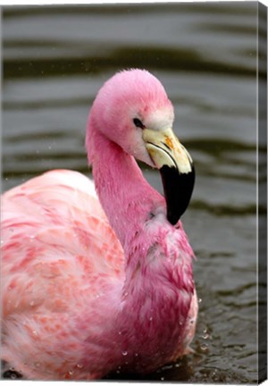 Framed Andean Flamingo, Tropical Bird, England Print