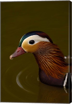 Framed Mandarin Duck, England Print