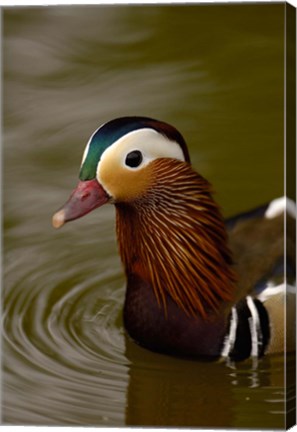 Framed Mandarin Duck, Slimbridge Wildfowl and Wetlands Trust, England Print