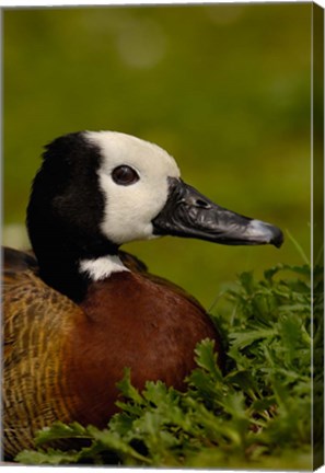 Framed White-faced Whistling Duck, England Print