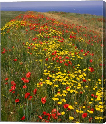 Framed Poppies in Studland Bay, Dorset, England Print