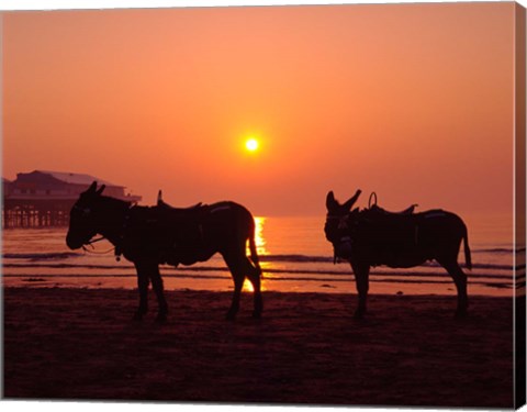 Framed Donkeys at Central Pier, Blackpool, Lancashire, England Print