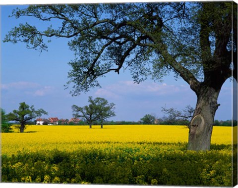 Framed Rape Seed Field, Billinghurst, Sussex, England Print