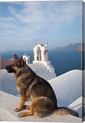 Framed Greece, Santorini, Oia, Dog, Blue Domed Churches Print