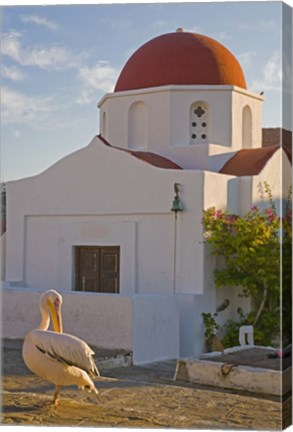 Framed White Pelican Preening, Hora, Mykonos, Greece Print