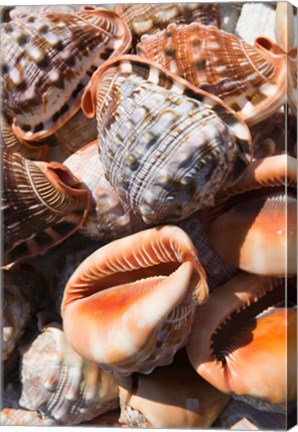 Framed Greece, Dodecanese, Rhodes, Seashells Print