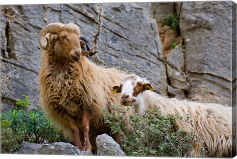 Framed Greece, Crete, Lasithi, Wild Sheep, Kavousi Gorge Print