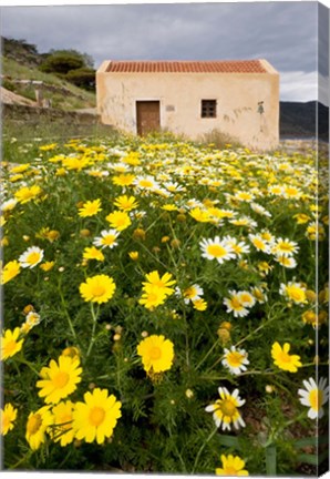 Framed Wildflowers and church of St, Island of Spinalonga, Crete, Greece Print