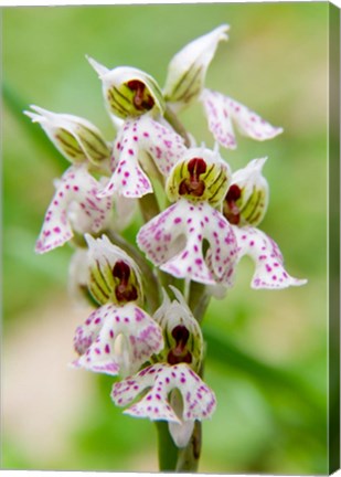 Framed Orchid in bloom, Crete, Greece Print