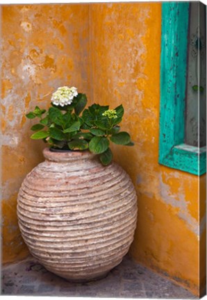 Framed Flower in pot, Crete, Greece Print