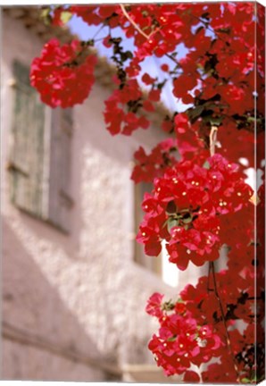 Framed Red Flowers on Main Street, Kardamyli, Messina, Peloponnese, Greece Print