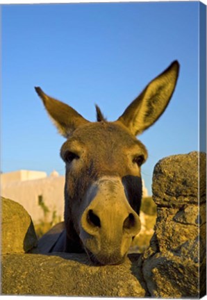 Framed Greece, Mykonos, Hora, Donkey and Stone Fence Print