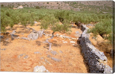 Framed Olive Orchard and Stone Wall, Greece Print