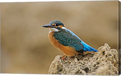 Framed Common Kingfisher bird, Cliff, Cyprus Print