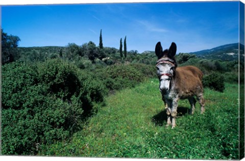 Framed Domestic Donkey, Samos, Greece Print