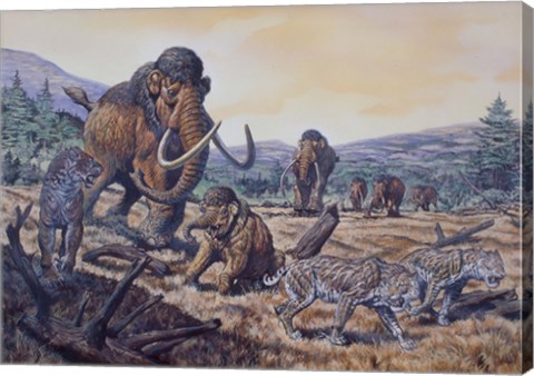 Framed Herd of Woolly Mammoth and Scimitar Sabertooth, Pleistocene Epoch Print