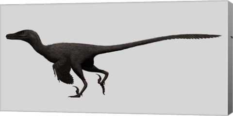 Framed Velociraptor Mongoliensis, Mid-sized Dinosaur Print