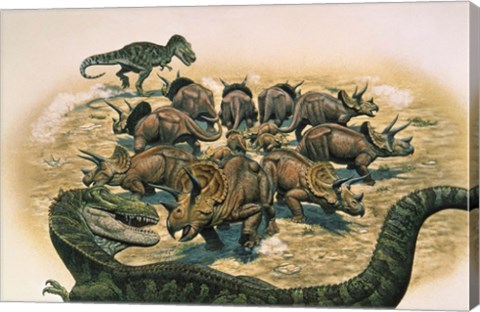 Framed Herd of Triceratops Defend their Territory Print