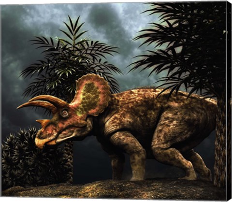 Framed Triceratop, Herbivorous Dinosaur from the Cretaceous Period Print