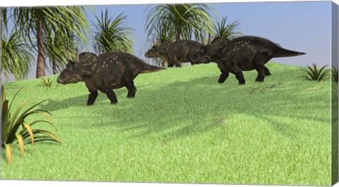 Framed Three Triceratops Walking across an Open Field Print