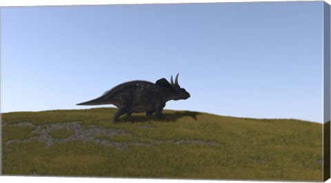 Framed Triceratops Walking across a Grassy Field 4 Print