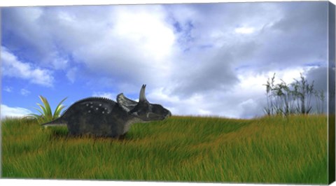 Framed Triceratops Walking across Prehistoric Grasslands Print