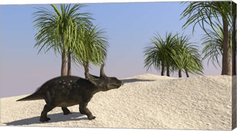 Framed Triceratops Walking in a Tropical Environment 3 Print