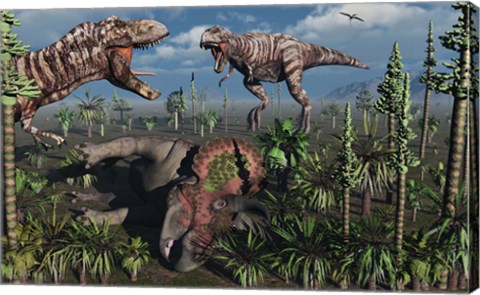 Framed Two T Rex dinosaurs confront each other over a dead Triceratops Print