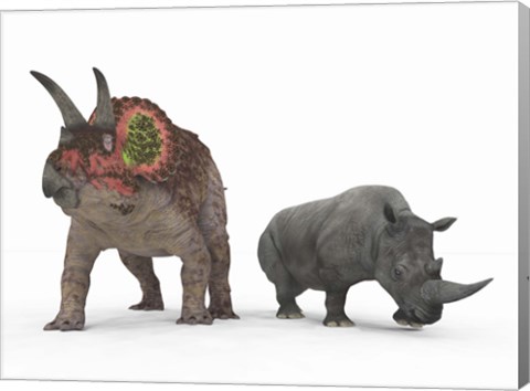 Framed adult Triceratops Compared to a modern adult White Rhinoceros Print