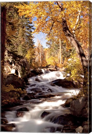 Framed River and Trees Print