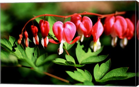 Framed Bleeding Heart Print