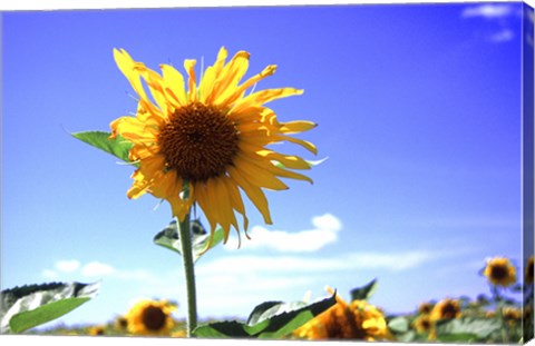 Framed Sunflower Print