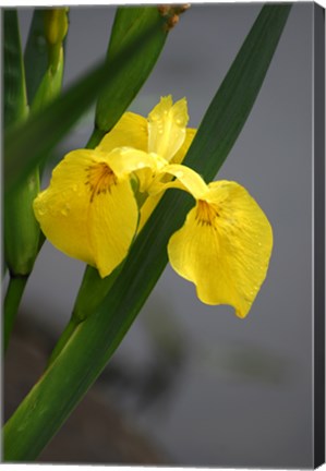 Framed Yellow Flag Iris Print