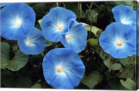 Framed Morning Glory Print