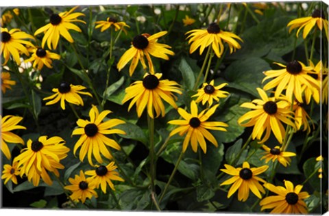 Framed Black-Eyed Susans Print